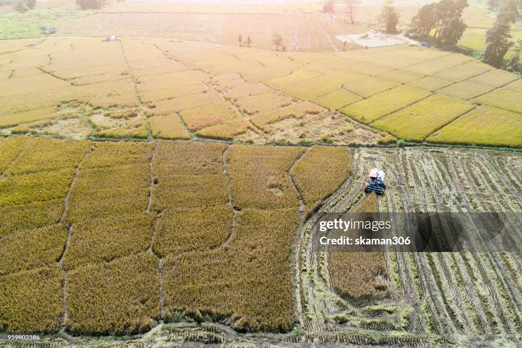 Aerial view of Combine harvester in action on wheat field. Harvesting