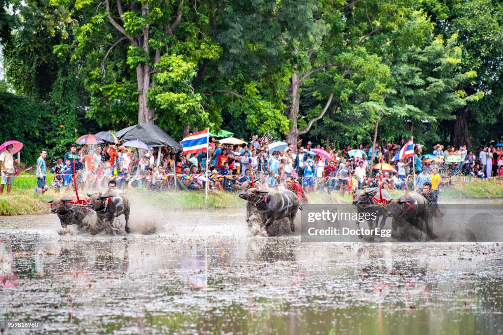 Thai Water Buffalo Racing Festival, Chonburi, Thailand