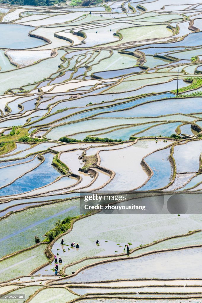 Spring terraces and farmers working in terraced fields