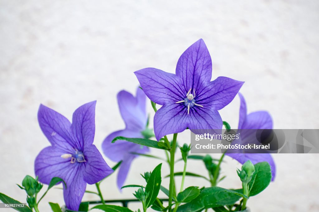 Balloon flowers (Platycodon grandiflorus).