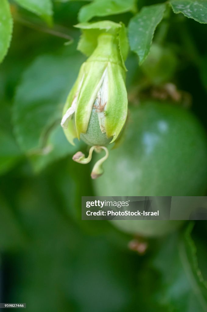 Unripe fruit of a Passiflora vine