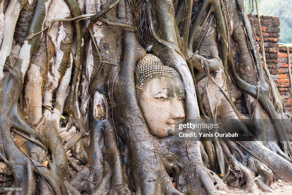 The famous Thai Buddha's head in the tree roots in Ayutthaya
