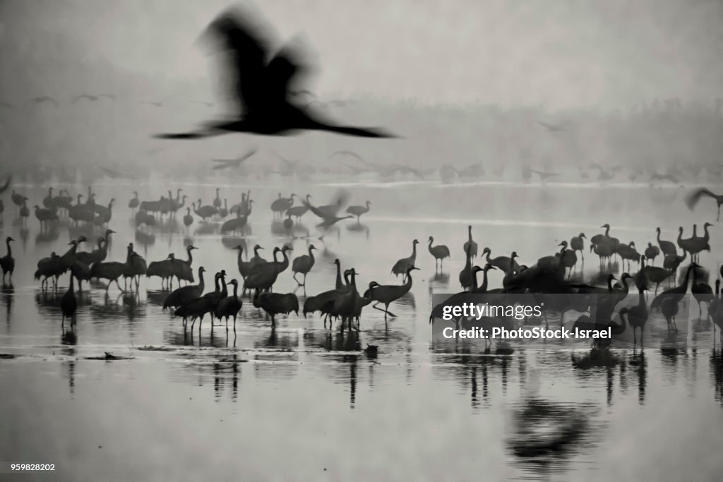 Common crane (Grus grus)