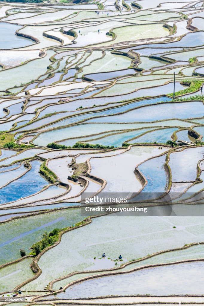 Spring terraces and farmers working in terraced fields