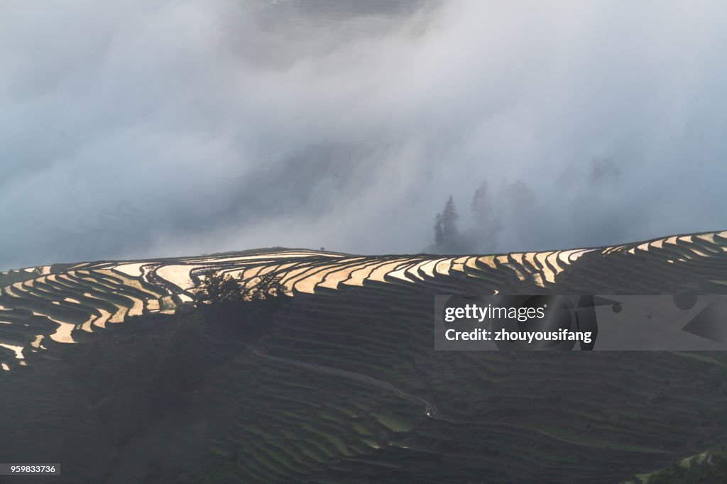 The cloud sea and the terraced fields