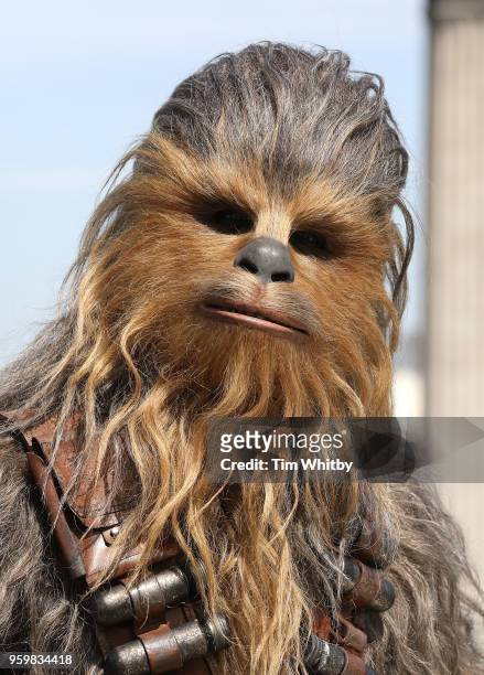 Chewbacca poses for photographers at a photocall for Solo: A Star Wars Story at The Trafalgar Hotel on May 18, 2018 in London, United Kingdom.