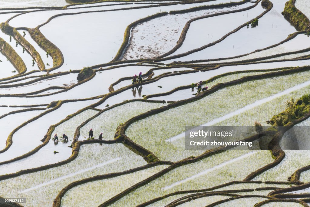 The farmer planted rice seedlings in the terrace