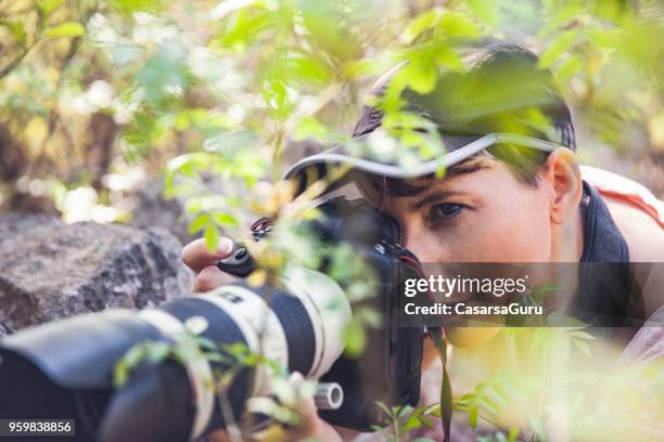 mid adult woman photographer hiding in bushes - wildlife photographer stock pictures, royalty-free photos & images