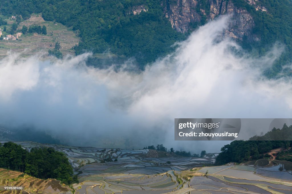 The cloud sea and the terraced fields