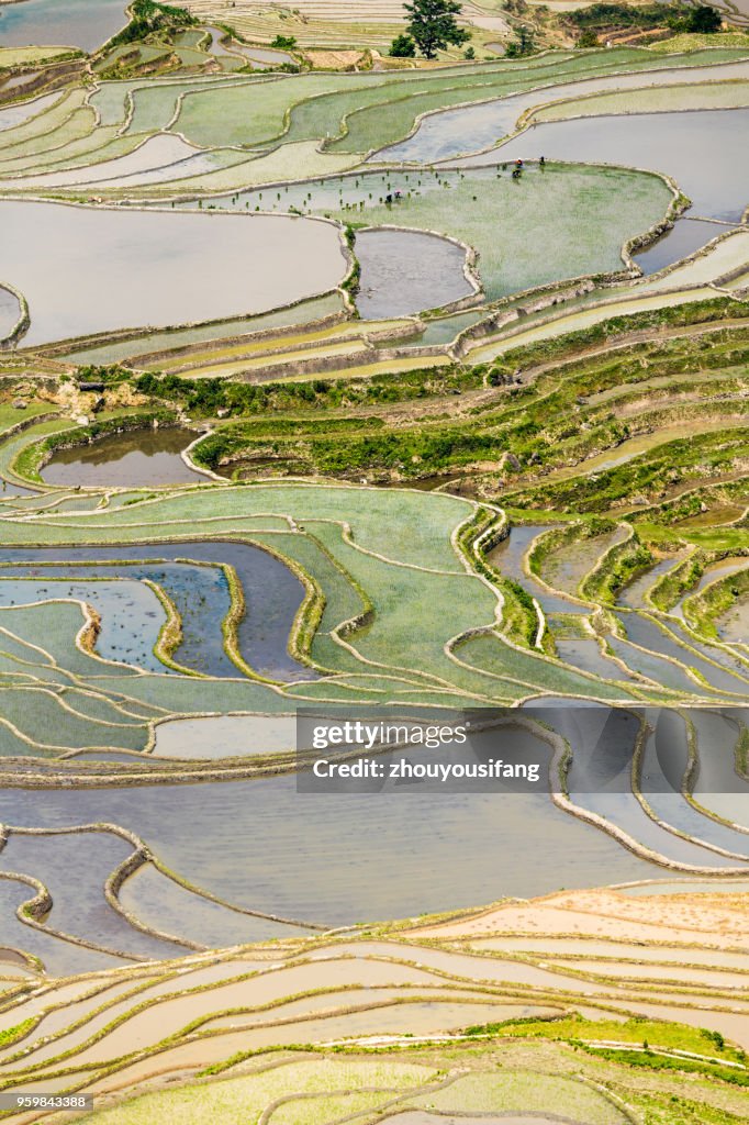 The farmer planted rice seedlings in the terrace