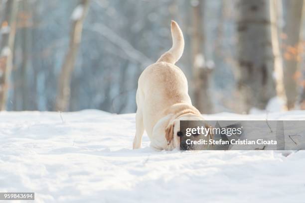 labrador playing in snow at winter cluj-napoca, romania - gul labrador retriever bildbanksfoton och bilder