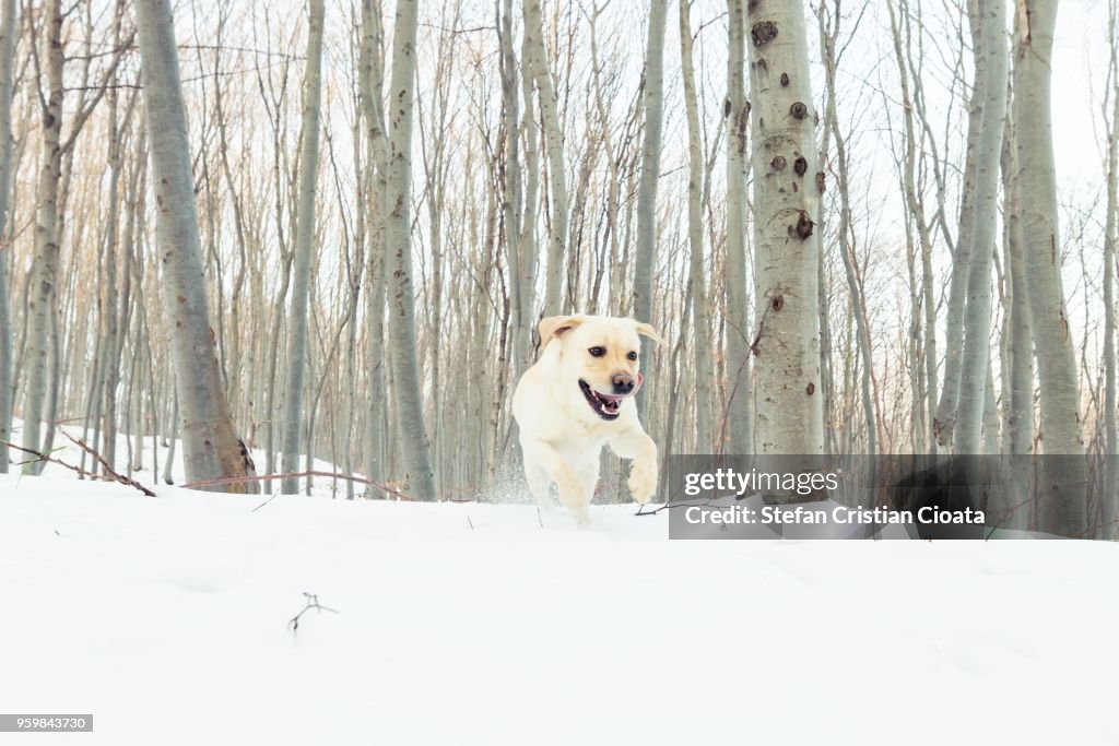 Yellow labrador running in snow at winter in a forest near Cluj-Napoca, Romania