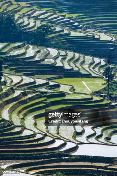 the terraced fields at spring time - paddy fields yunnan stock-fotos und bilder