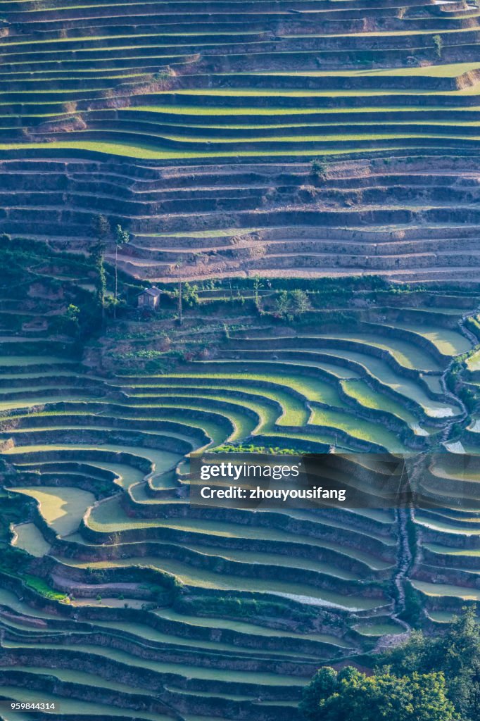 The terraced fields at spring time