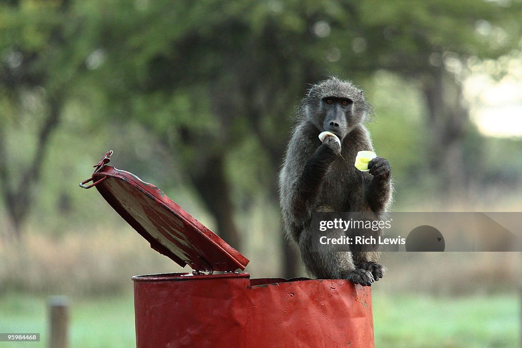 Baboon on Litter Bin Eating Fruit