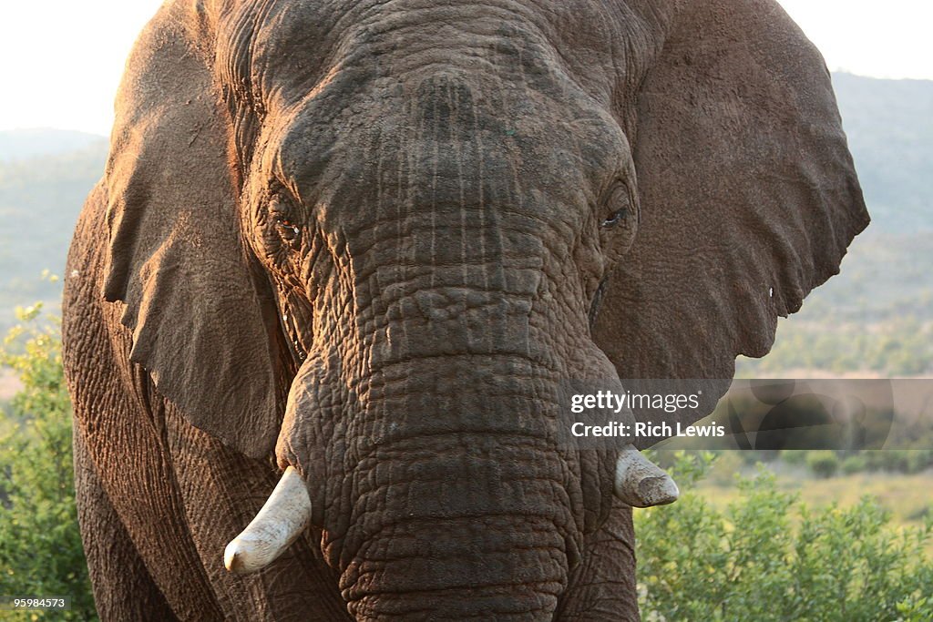 Male African Bush Elephant  