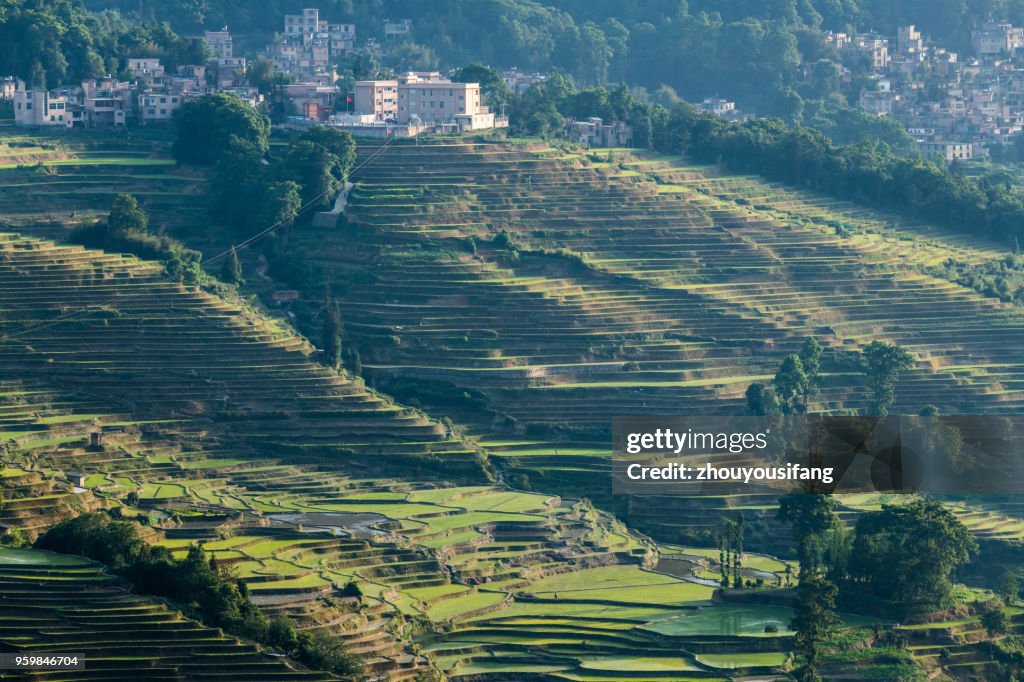 The terraced fields at spring time