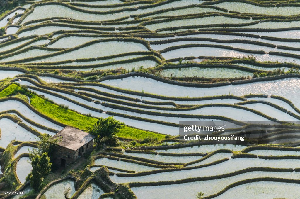 The terraced fields at spring time