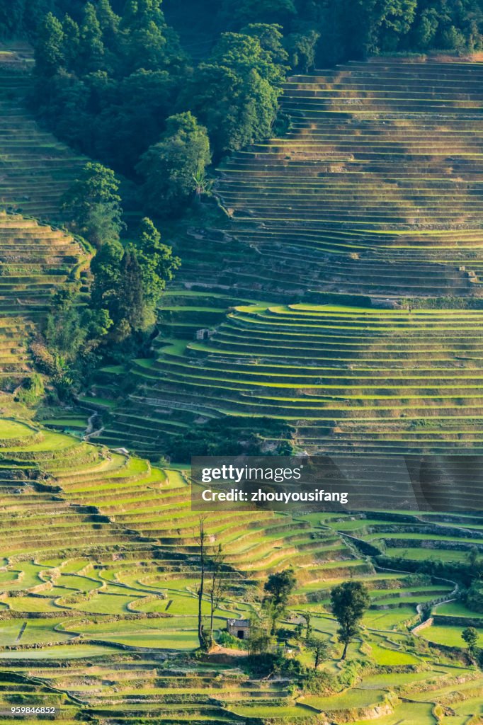 The terraced fields at spring time