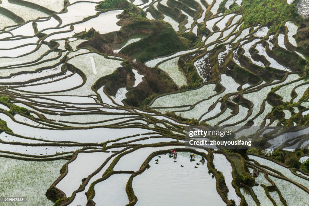 The farmer planted rice seedlings in the terrace