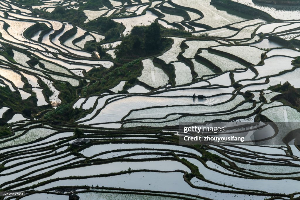 The farmer plow in the terraced fields