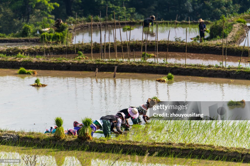 The farmer planted rice seedlings in the terrace
