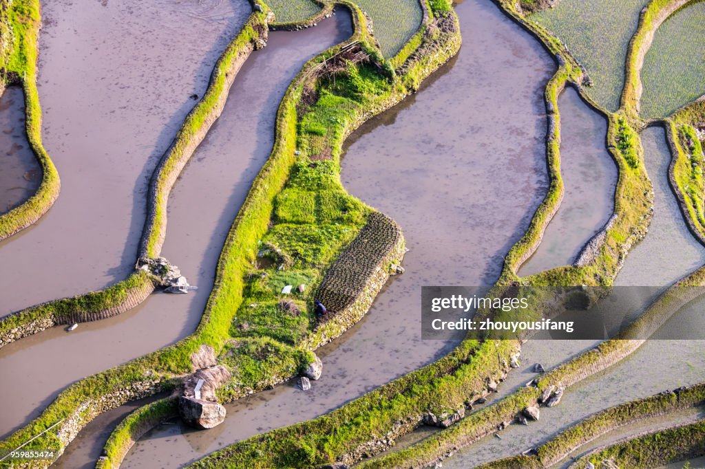 The farmer planted rice seedlings in the terrace