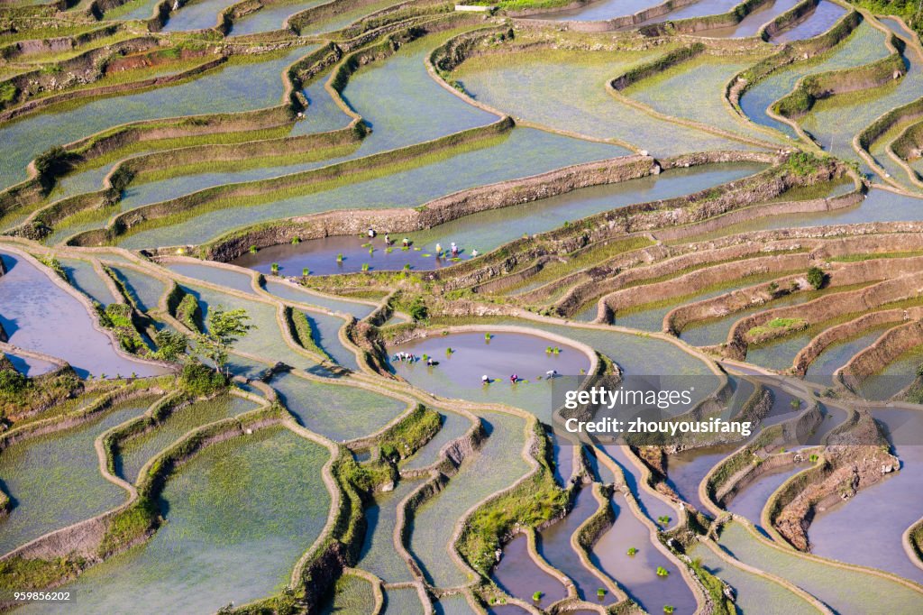 The peasants are working in the terraced fields