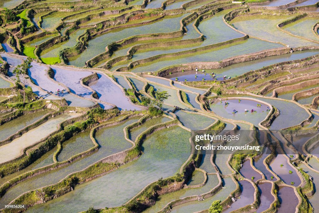 The peasants are working in the terraced fields