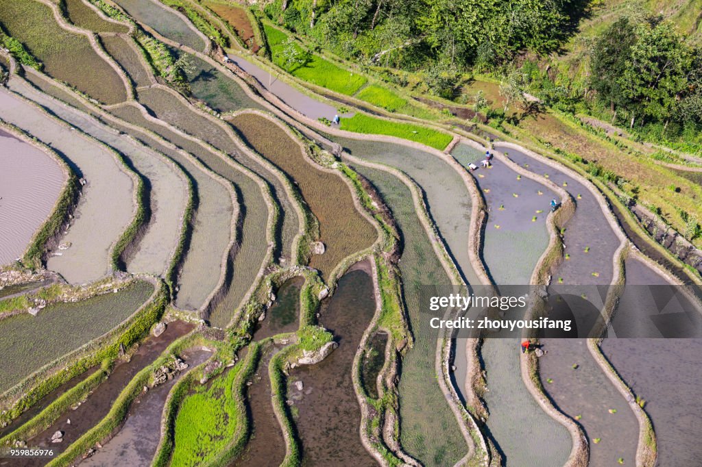 The peasants are working in the terraced fields