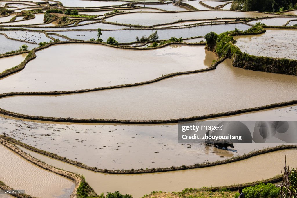 The farmer plow in the terraced fields