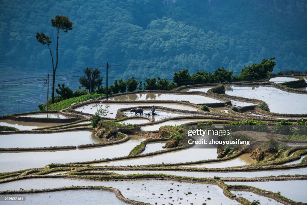 The farmer plow in the terraced fields