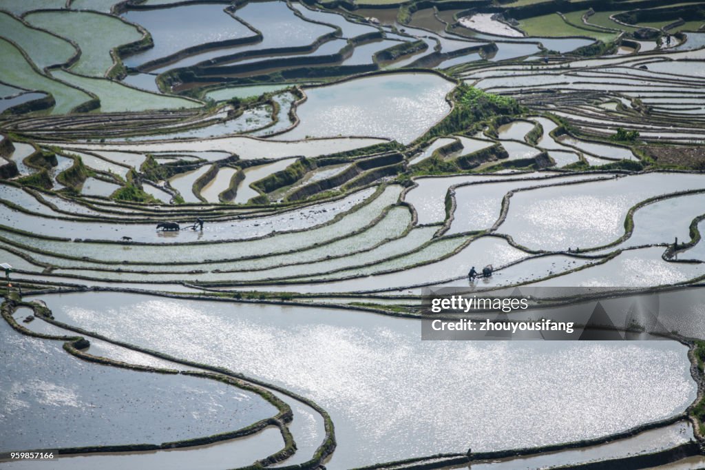 The farmer planted rice seedlings in the terrace