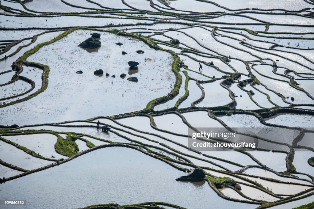 The beautiful line of the terraced fields