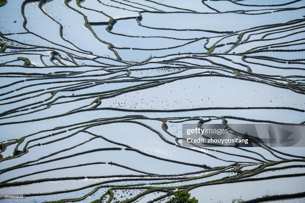 The beautiful line of the terraced fields