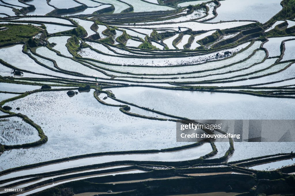 The beautiful line of the terraced fields