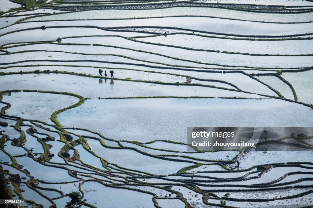 The beautiful line of the terraced fields