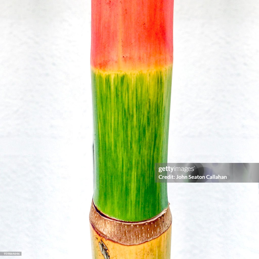 Sealing Wax Palm