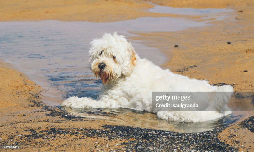 White dog sitting on a puddle of water on the beach