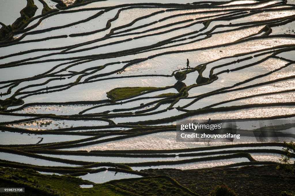 The beautiful lines of terraced fields