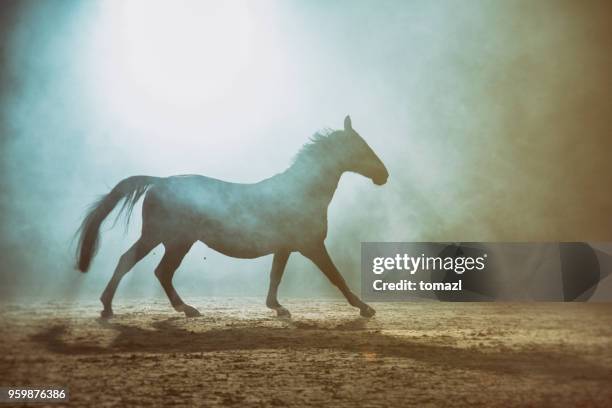 horse in the fog - arabic horse stock-fotos und bilder