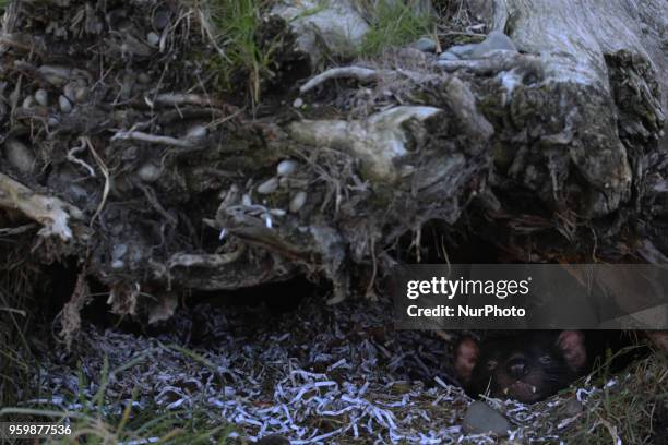 Tasmanian devil is seen at Orana Wildlife Park in Christchurch, New Zealand on May 18, 2018. New Zealand's only open-range zoo opened its doors on...