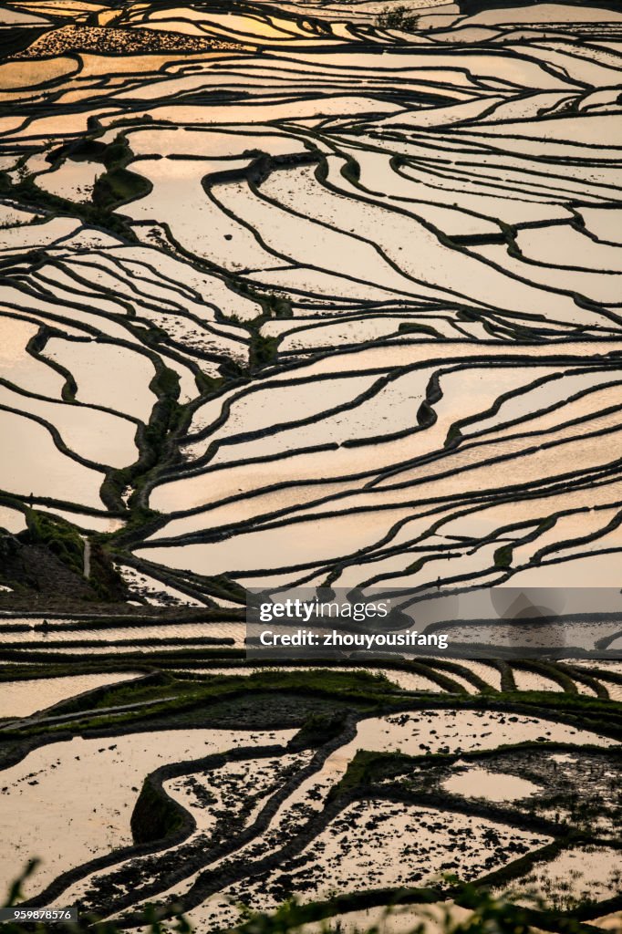 The terraced fields