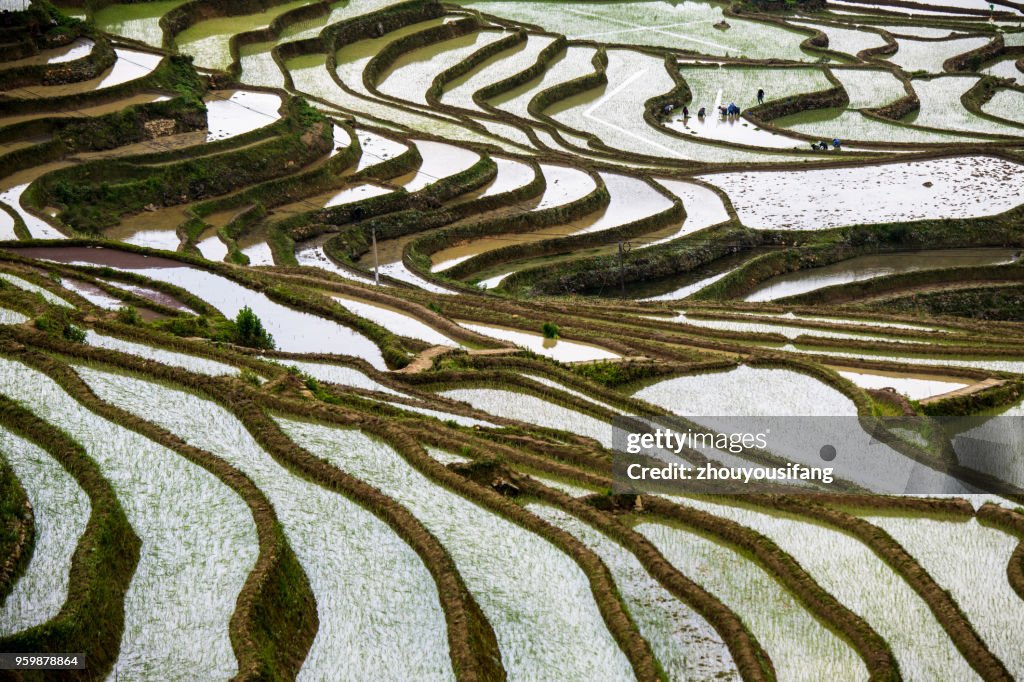 The terraces of spring and the farmers of rice seedlings