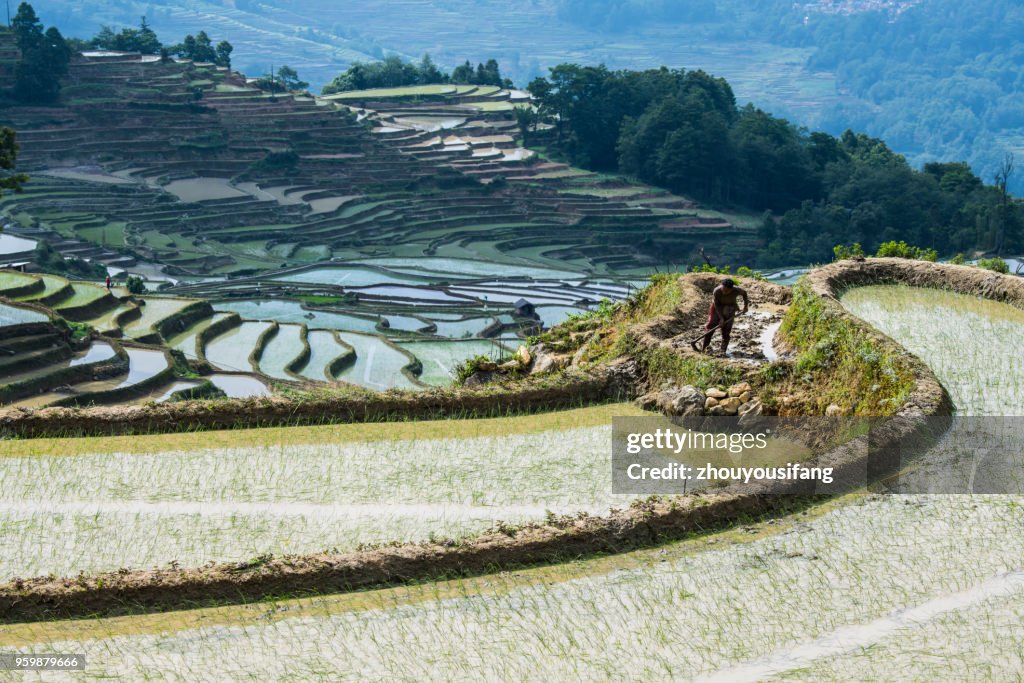 The terraced fields of spring and the people working in the terraced fields