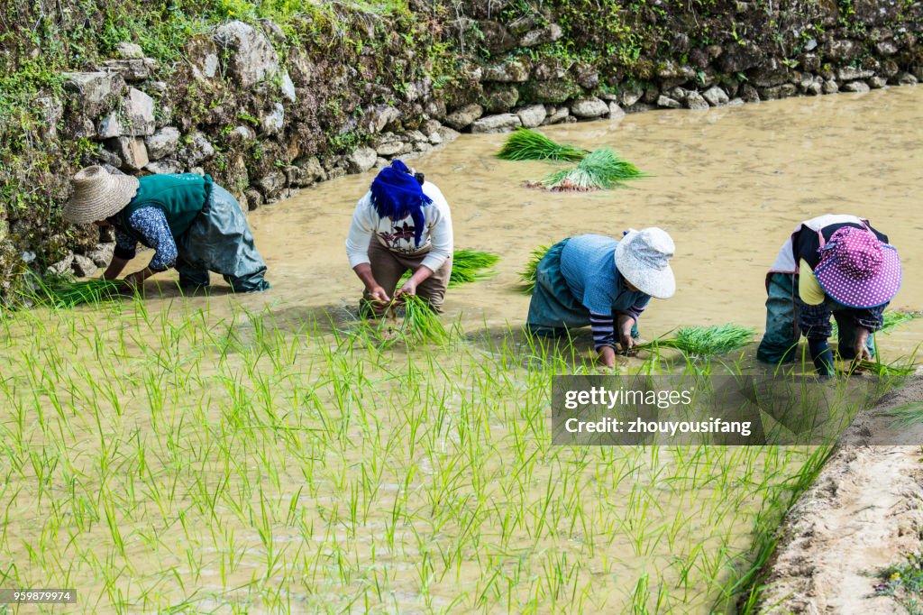 Rural women who are transplanting rice seedlings in the terraced fields