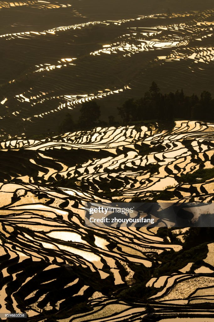 The terraced fields at sunrise