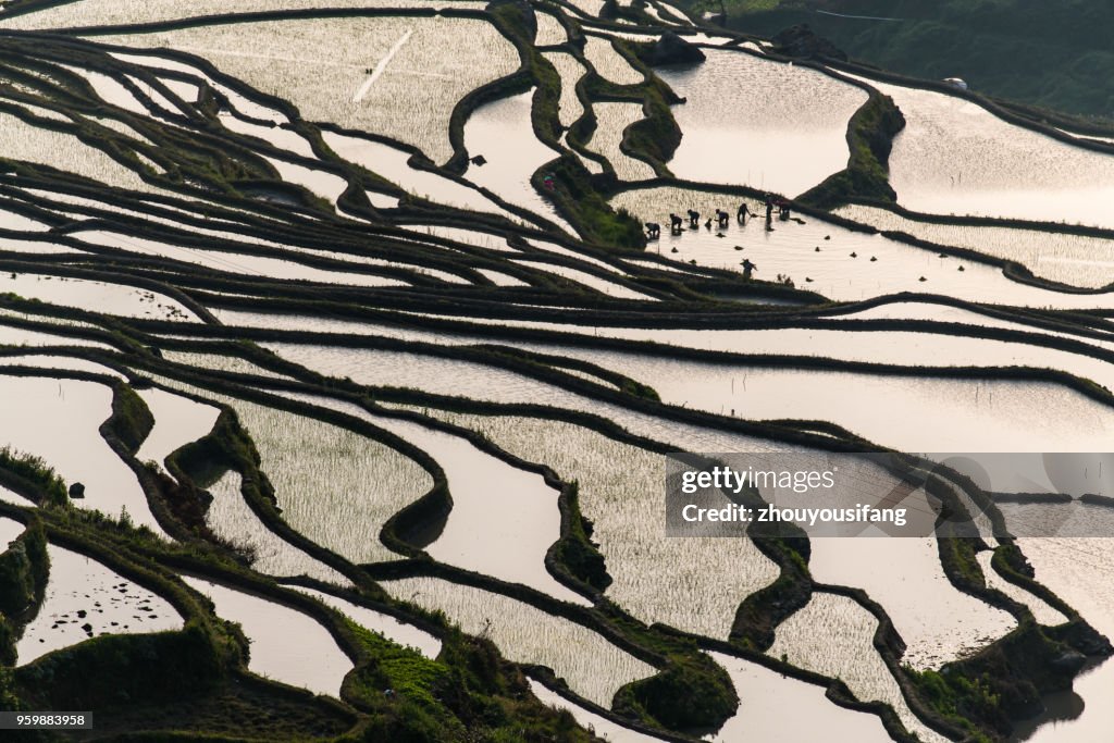 The terraced fields of spring and the people working in the terraced fields