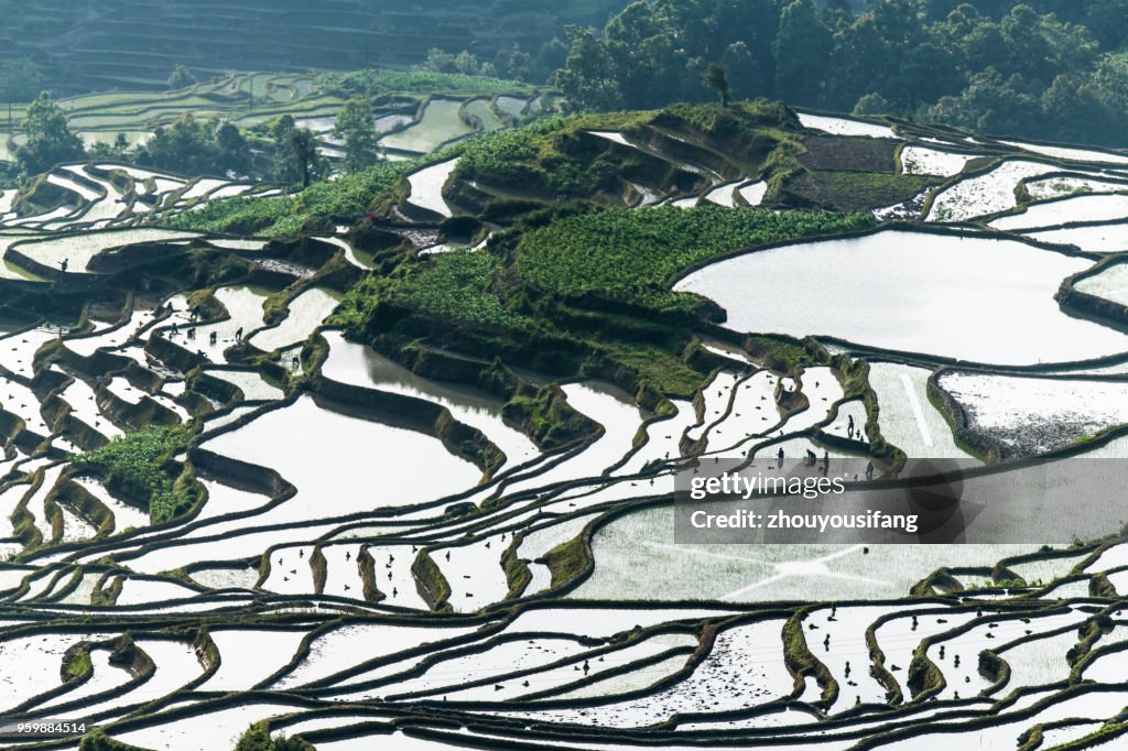 The terraced fields of spring and the people working in the terraced fields