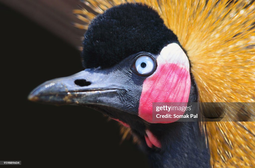 Close up of crowned crane